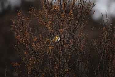 CreateYourLIght Theme 6 "Urban and Wildlife photography with Lina Kayser" asset