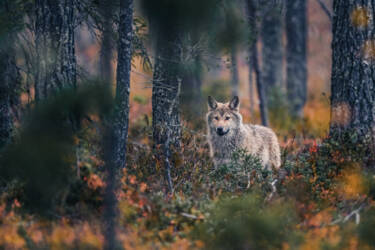 Konsta Punkka assets to Create Your Light Wildlife photography Nikon 7II article.