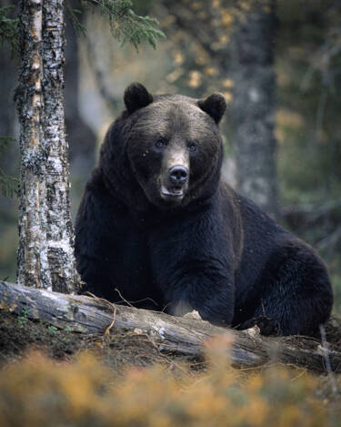 Konsta Punkka assets to Create Your Light Wildlife photography Nikon 7II article.