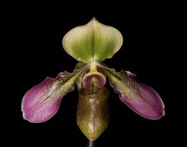 David Leaser provides a tutorial on focus stacking and a more advanced macro photography. Originally published in the Le Mag France Nikon.