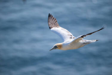 Bird photography by Ricci Chera for Nikon Magazine's Tried and Tested series. These photos were taken using the new NIKKOR Z 180-600mm f/5.6-6.3 VR 