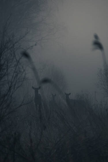 Konsta Punkka's assets for Nikon magazine, photographing in dusk and dawn