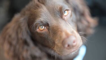 Nikon magazine - Alfie Bowen Pet photography
