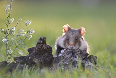 Nikon magazine - Josef Stefan's award-winning wildlife photography